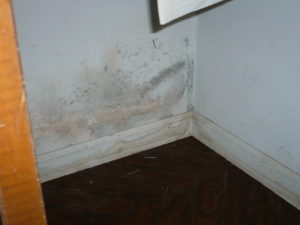 mold on sheetrock