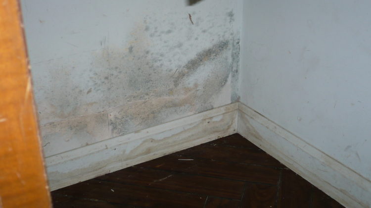 It’s true — dehumidifiers can solve a wide variety of problems in an indoor environment, but do they have the power to fight back against mold and restrict this pesky fungus from growing and infiltrating your space?